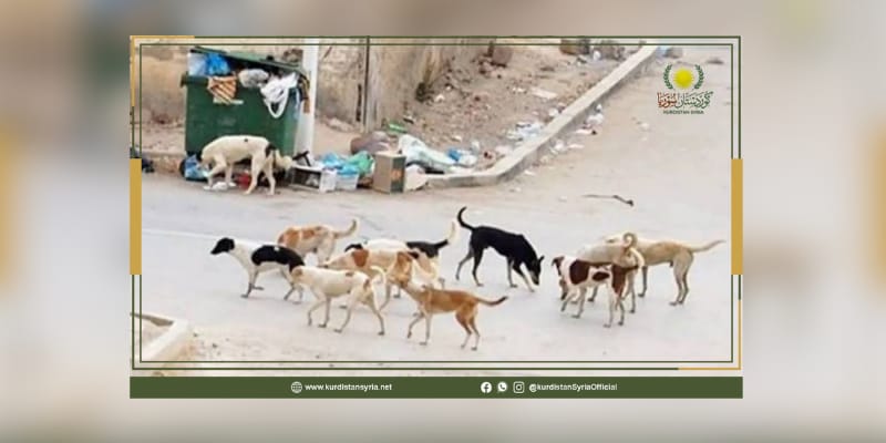 انتشار الكلاب الشاردة في الحسكة… أزمة خدمية وأمنية تهدد سلامة الأهالي