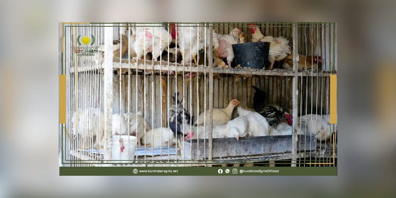 انخفاض أسعار الفروج في عامودا بعد السماح بالاستيراد
