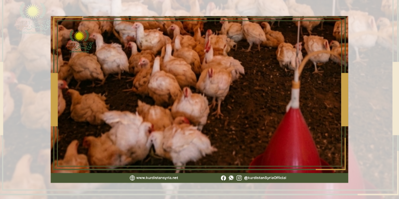 أزمة المعابر تشعل أسعار الفروج في الحسكة